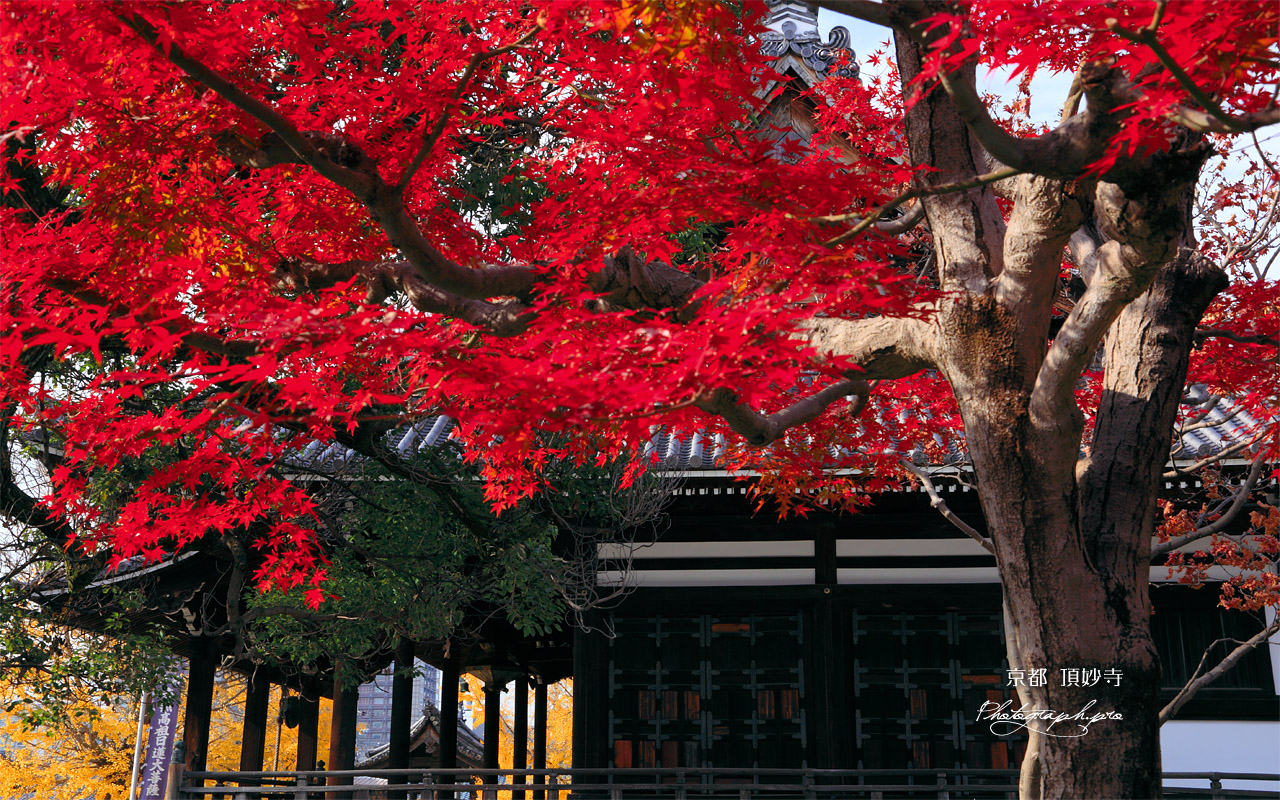 頂妙寺 紅葉と本堂 壁紙