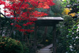 頂妙寺妙雲院の紅葉