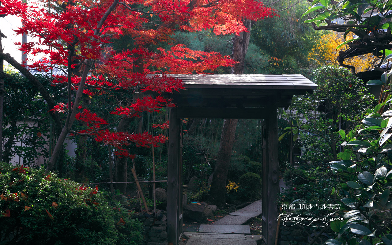 頂妙寺妙雲院の紅葉 壁紙
