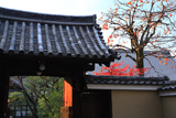 禅居庵 柿の実と紅葉