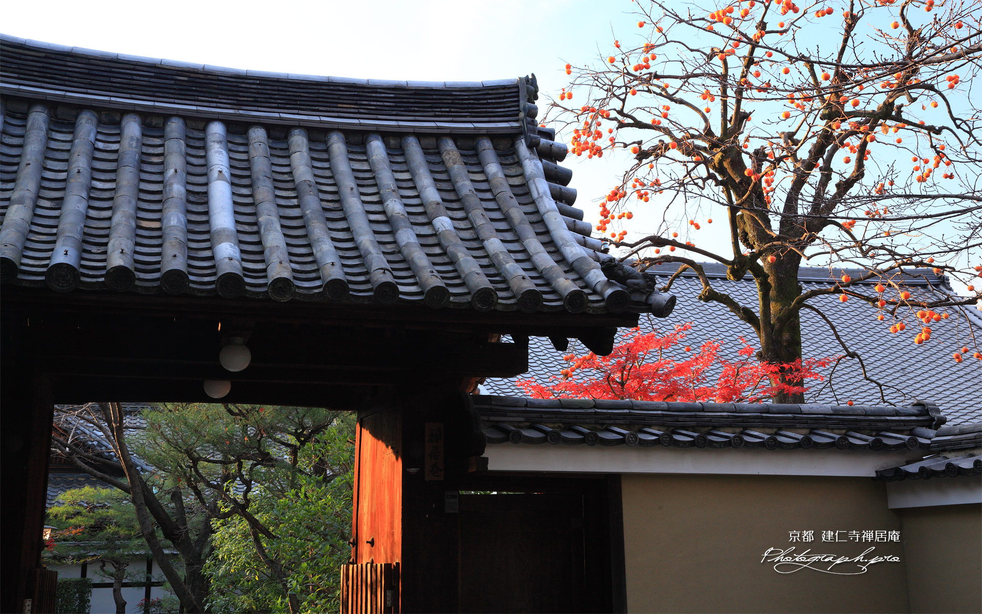 禅居庵 柿の実と紅葉