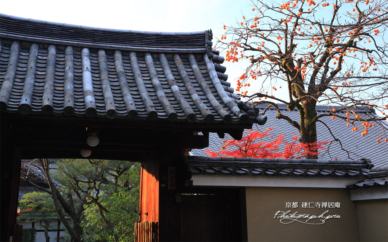 禅居庵 柿の実と紅葉 壁紙