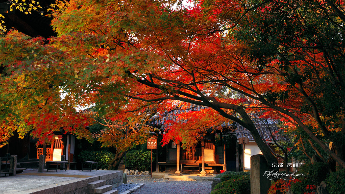 八坂の塔 紅葉越しの薬師堂 壁紙