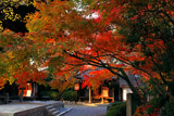 八坂の塔 紅葉越しの薬師堂