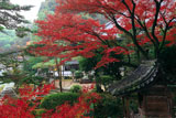 一言寺 弁天堂と紅葉