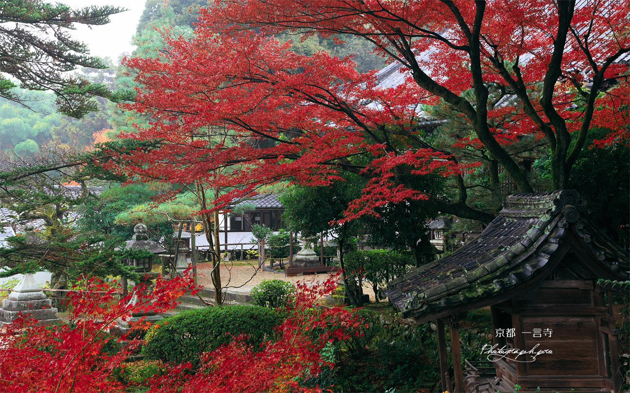 一言寺 弁天堂と紅葉 壁紙