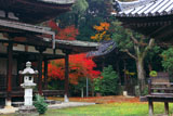 法界寺 阿弥陀堂と紅葉