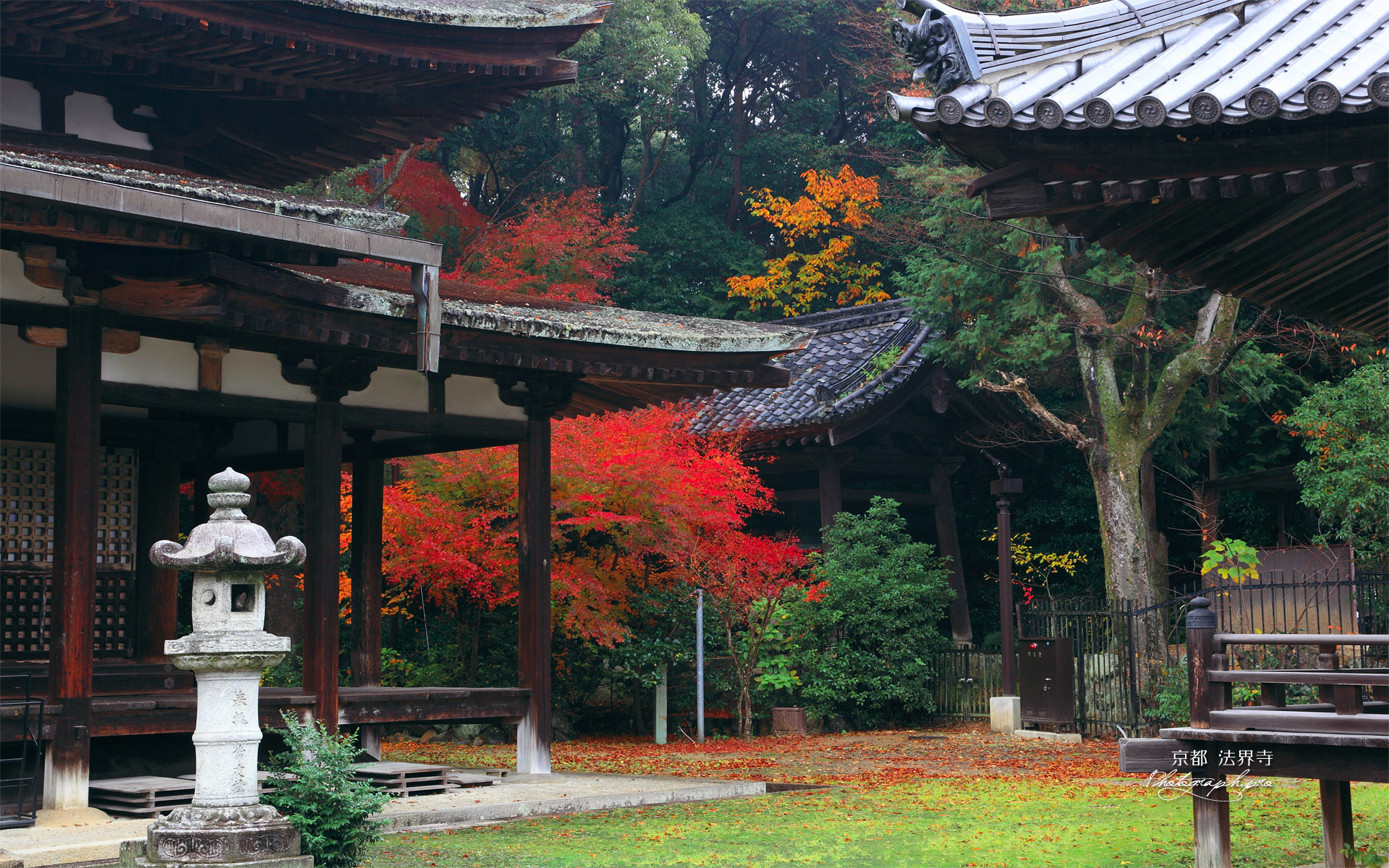 法界寺 阿弥陀堂と紅葉