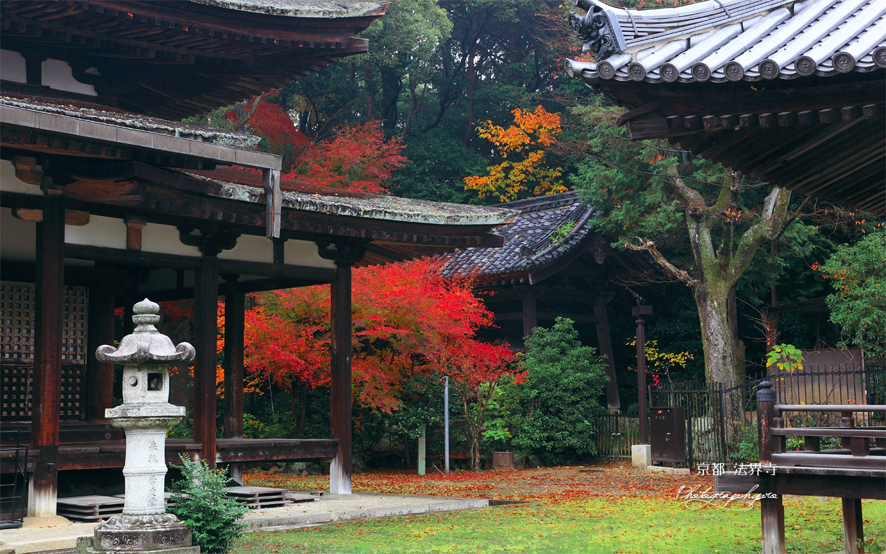 法界寺 阿弥陀堂と紅葉 壁紙
