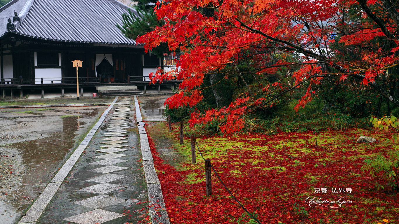法界寺 紅葉と薬師堂 壁紙
