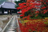 法界寺 紅葉と薬師堂
