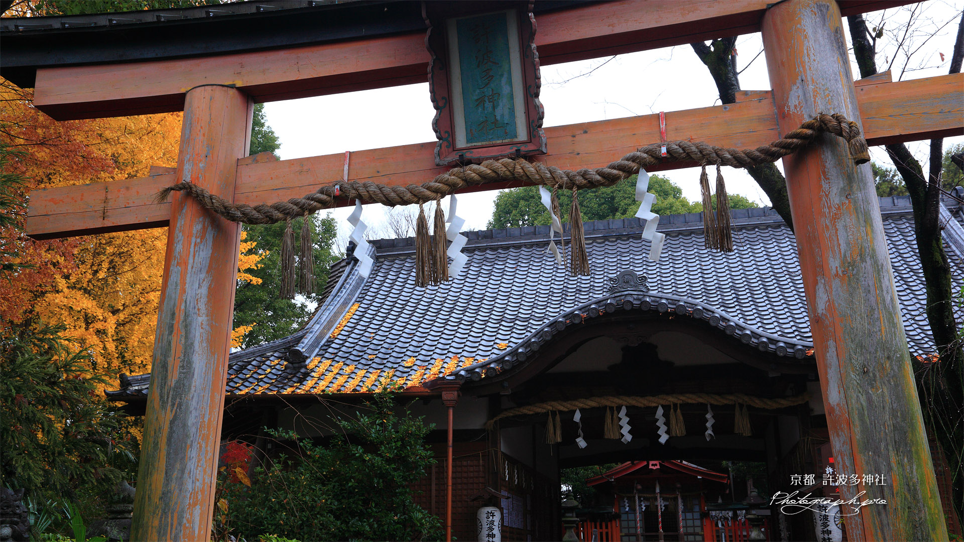 許波多神社 イチョウ黄葉と社殿