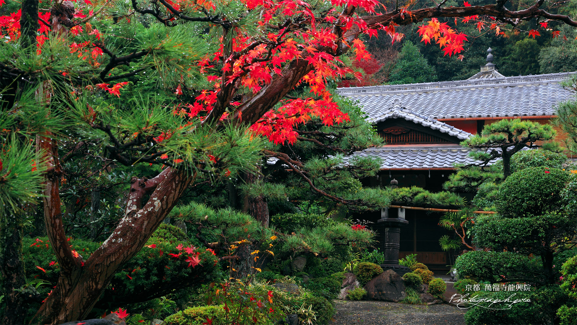 萬福寺 龍興院の紅葉