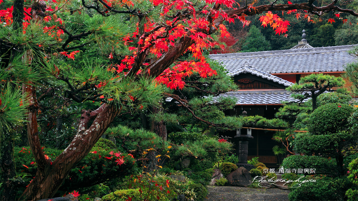 萬福寺 龍興院の紅葉 壁紙