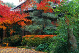 萬福寺 銀杏庵の紅葉