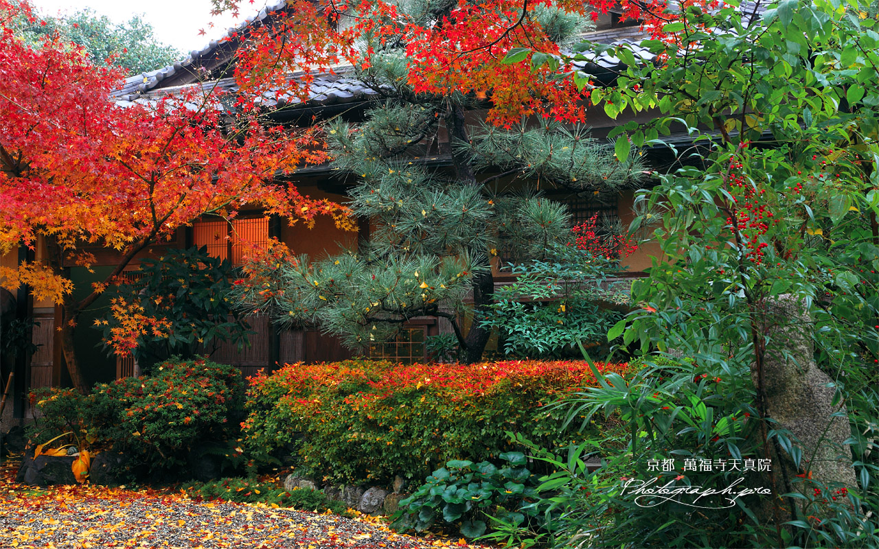 萬福寺 銀杏庵の紅葉 壁紙