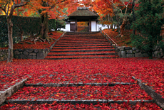 安楽寺