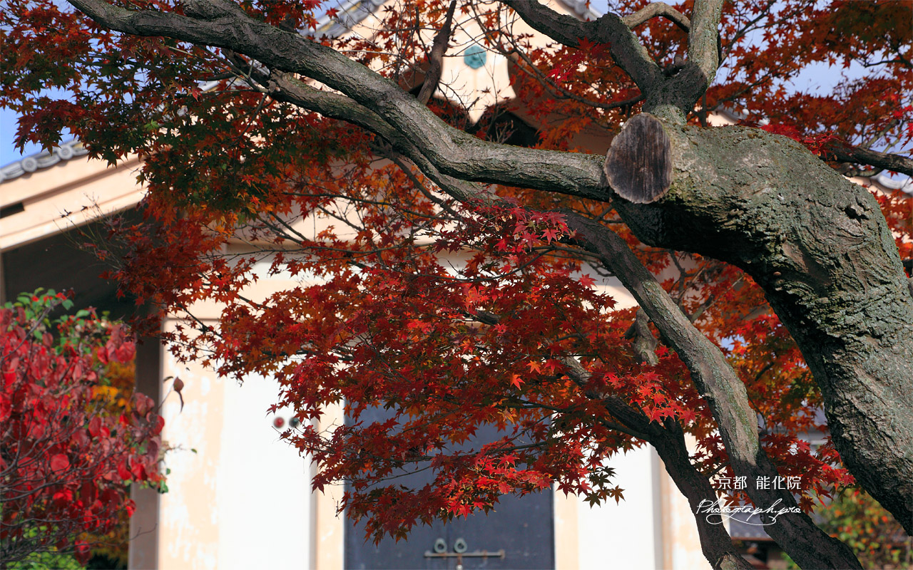 宇治 紅葉越しの能化院 壁紙
