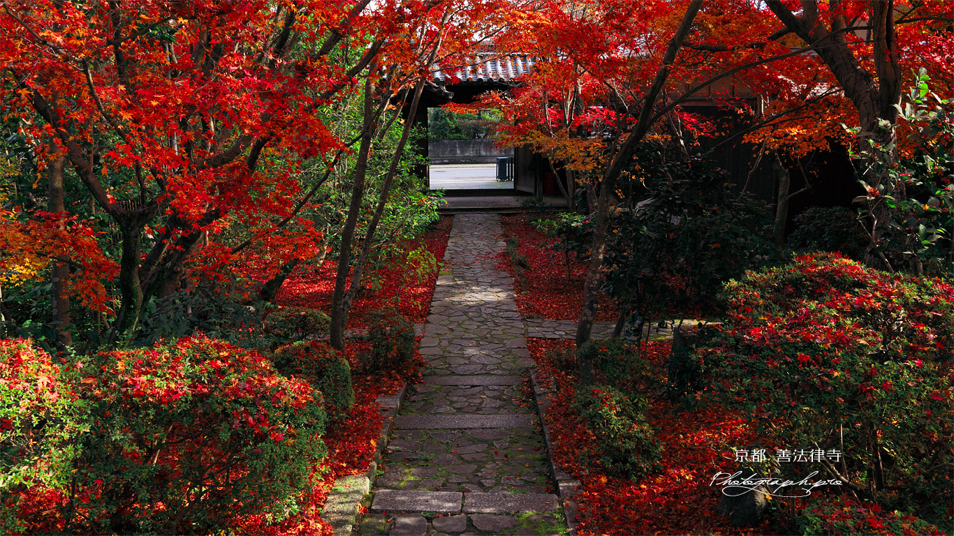 善法律寺 参道の散紅葉 壁紙