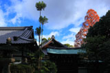 石清水八幡宮 紅葉の書院