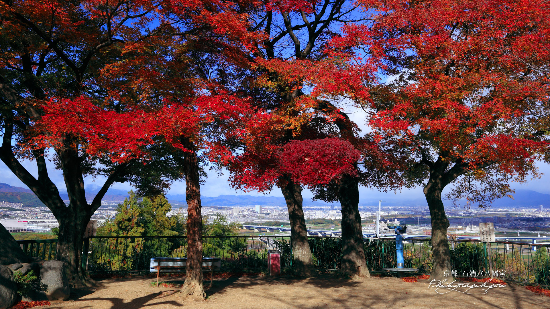 石清水八幡宮 紅葉の展望台