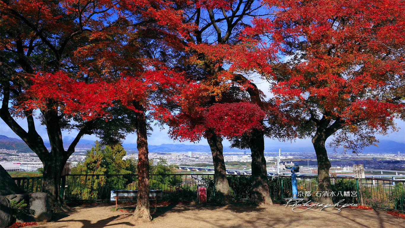 石清水八幡宮 紅葉の展望台 壁紙