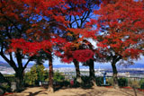 石清水八幡宮 紅葉の展望台