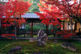 建仁寺 潮音庭の紅葉2011