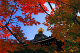 六角堂 紅葉越しの本堂