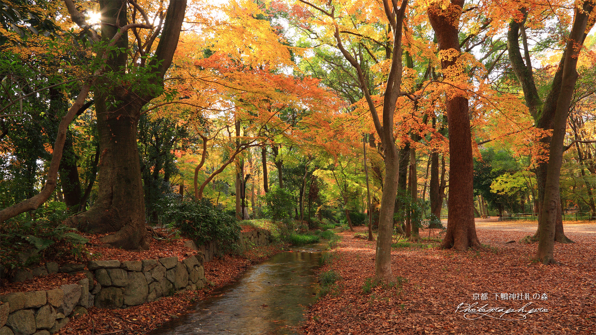 下鴨神社糺の森 瀬見の小川と雑木黄葉