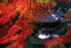 宝塔寺