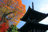 宝塔寺 多宝塔と紅葉
