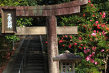 宝塔寺 七面宮鳥居とサザンカ