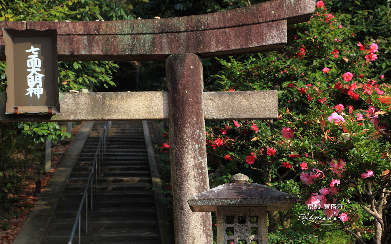 宝塔寺 七面宮鳥居とサザンカ 壁紙