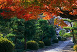 宝塔寺 紅葉と参道