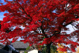 上品蓮台寺 名残の紅葉