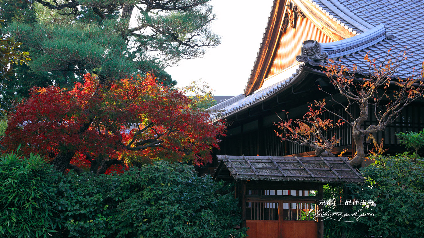 上品蓮台寺 紅葉と本坊 壁紙