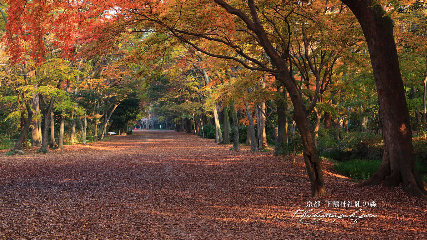 糺の森馬場の紅葉 壁紙