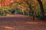 糺の森馬場の紅葉