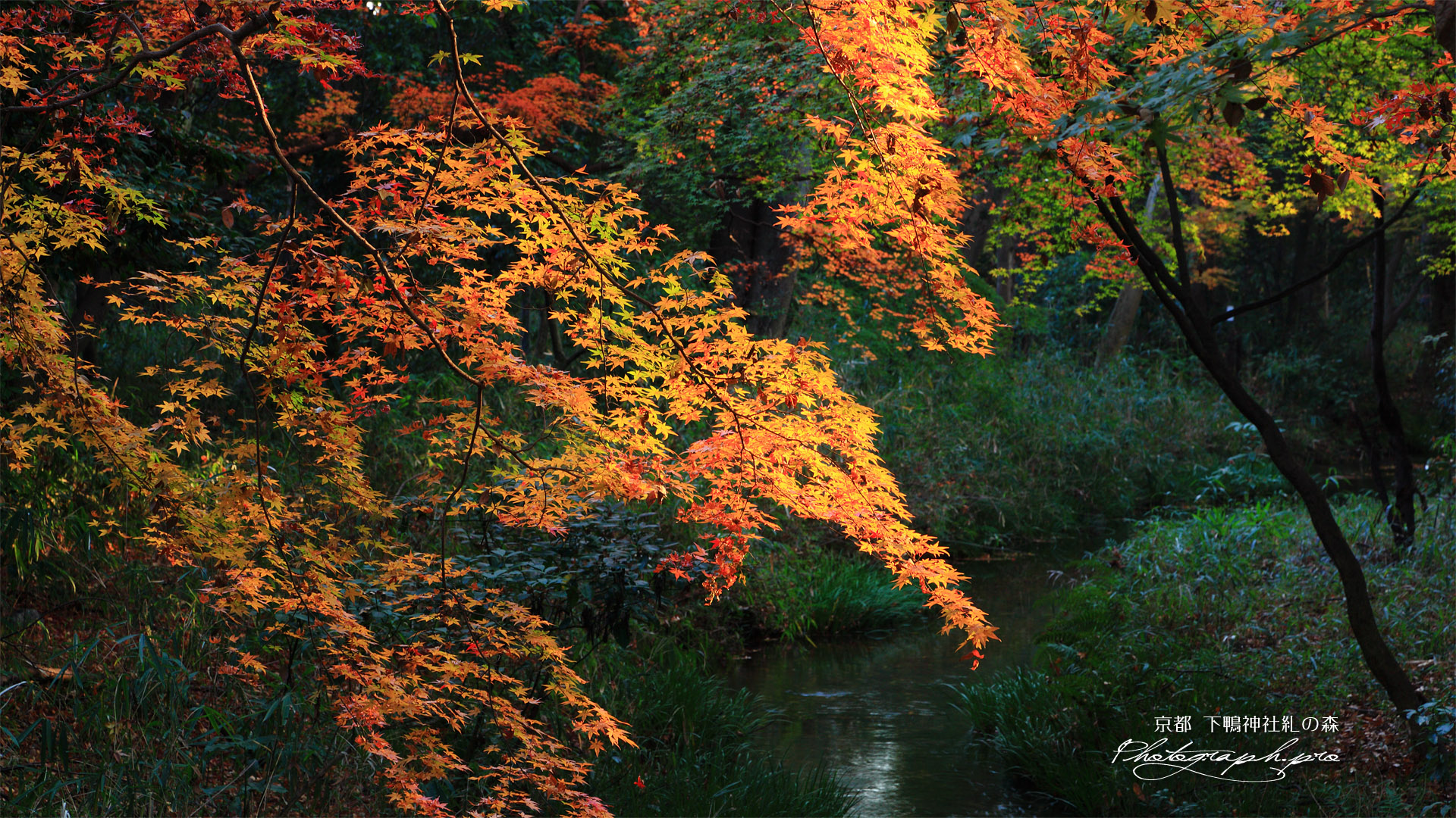 糺の森 紅葉と泉川