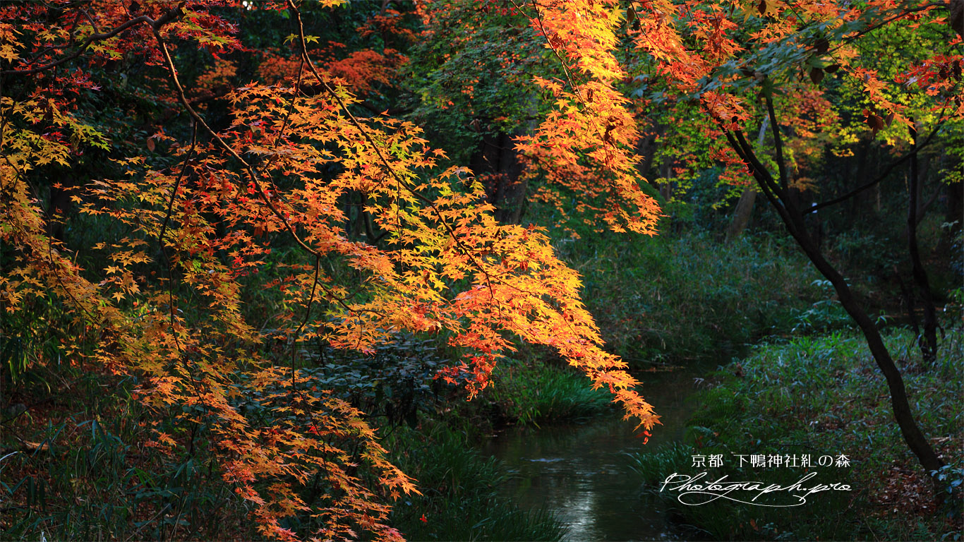 糺の森 紅葉と泉川 壁紙