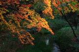 糺の森 紅葉と泉川