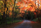 糺の森の冬紅葉