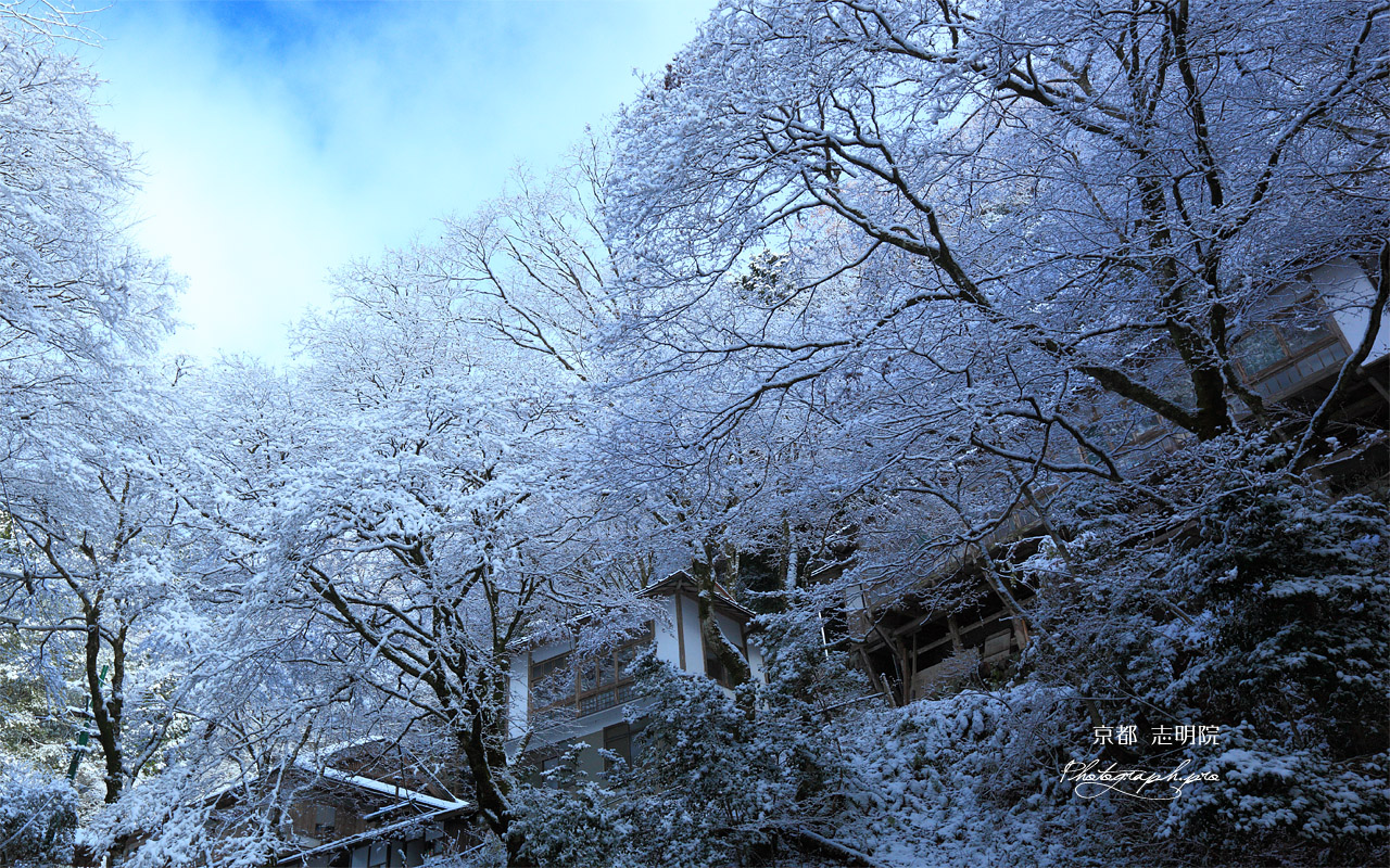 志明院 雪の花と宿坊 壁紙