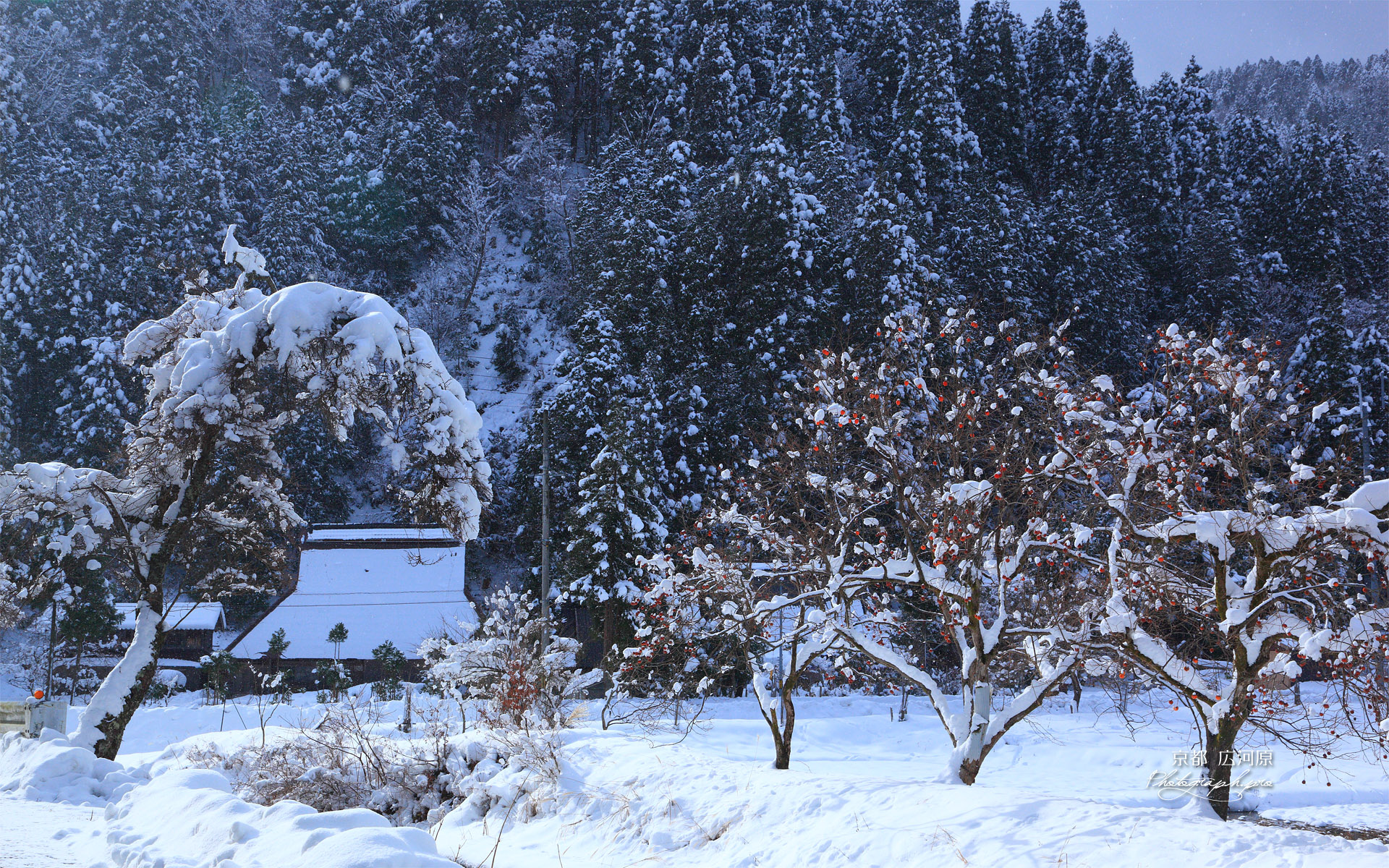京都広河原 菅原町の雪中残柿