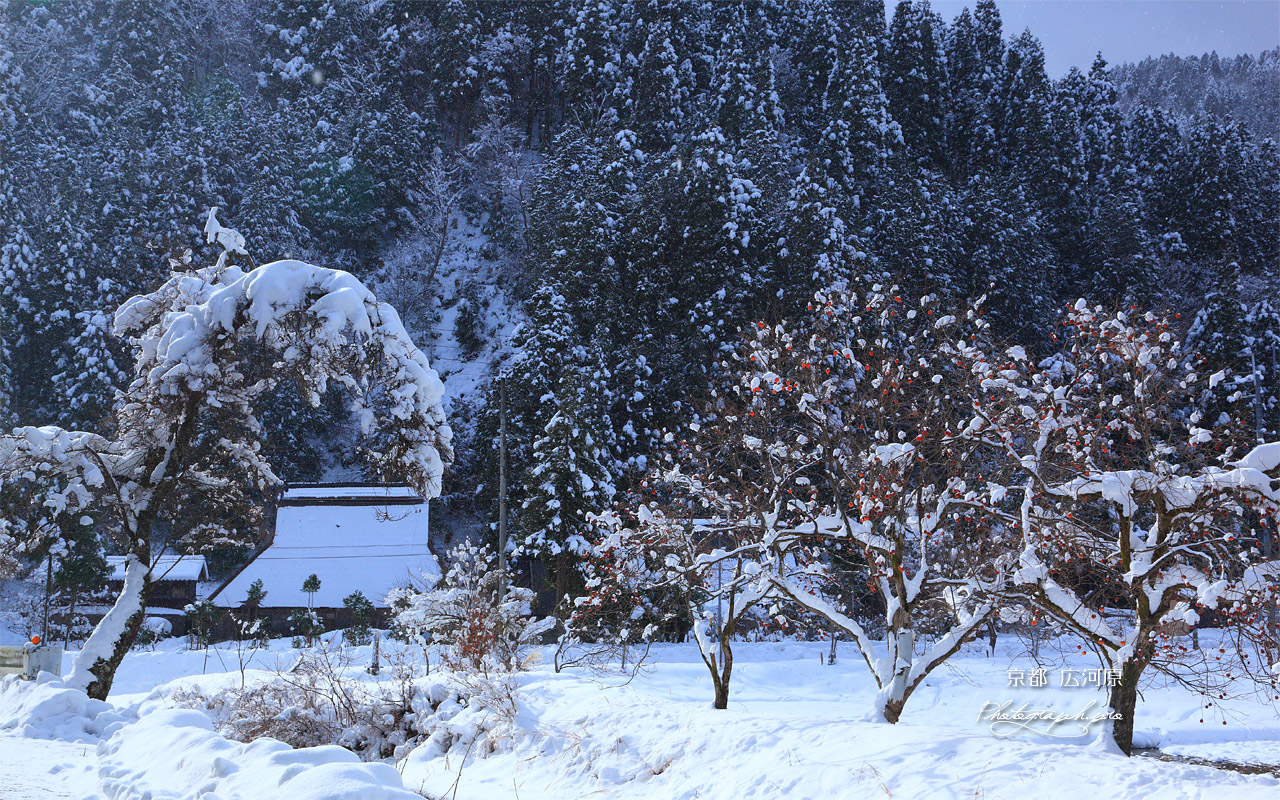 京都広河原 菅原町の雪中残柿 壁紙