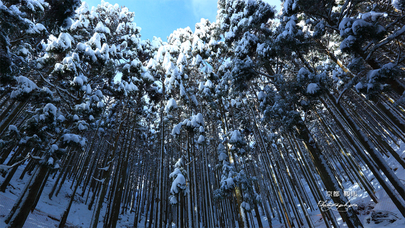 鞍馬 花脊峠の雪景色 壁紙
