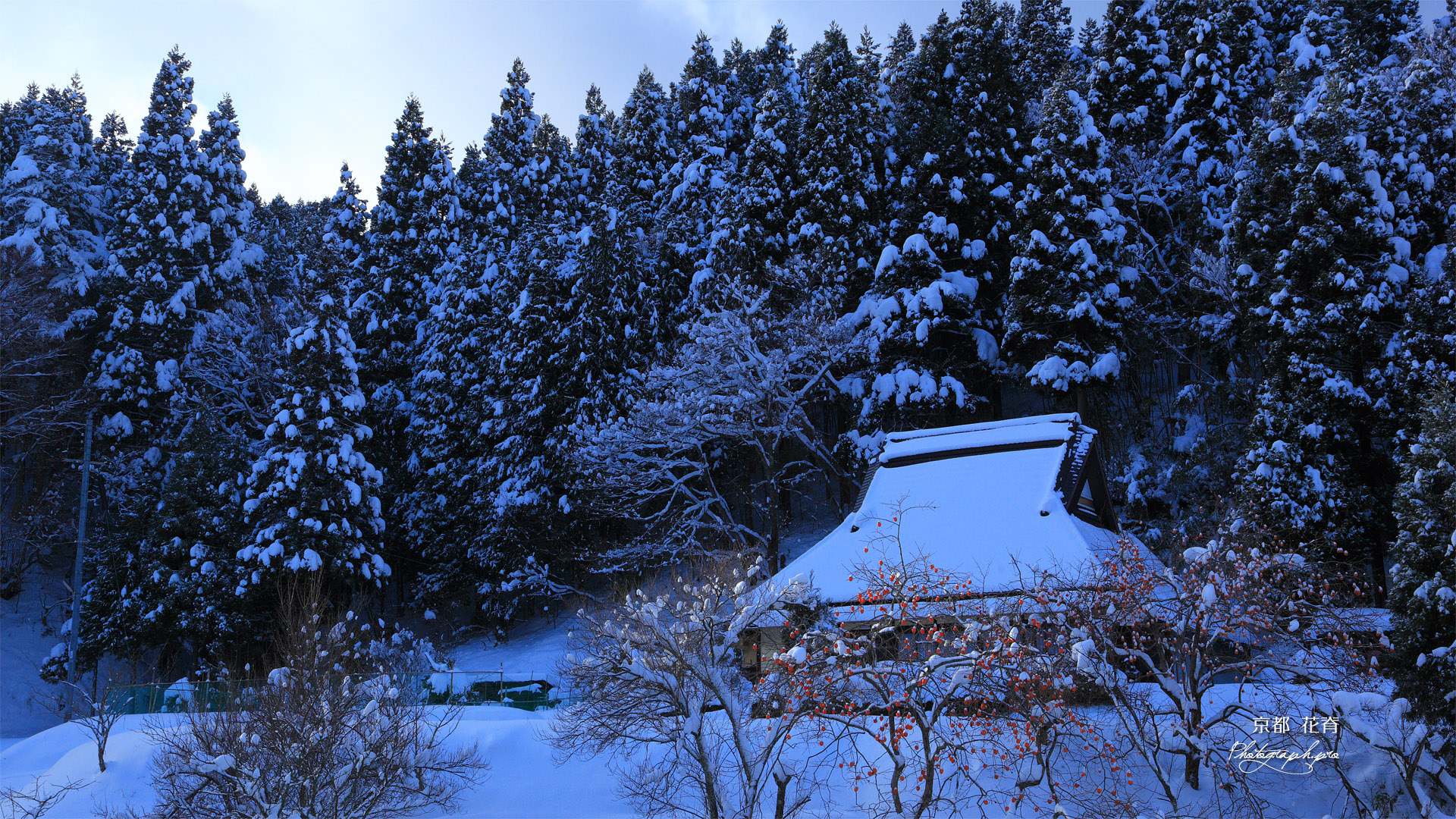 京都花脊 別所町の雪中柿と民家