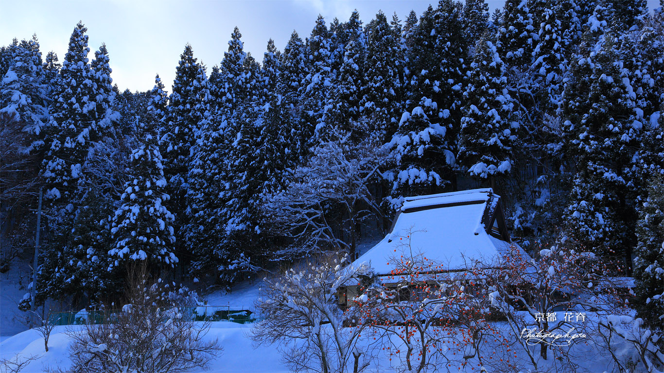 京都花脊 別所町の雪中柿と民家 壁紙