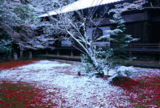 神光院